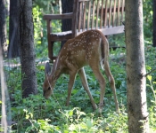 Westwood2013 Deer 050
